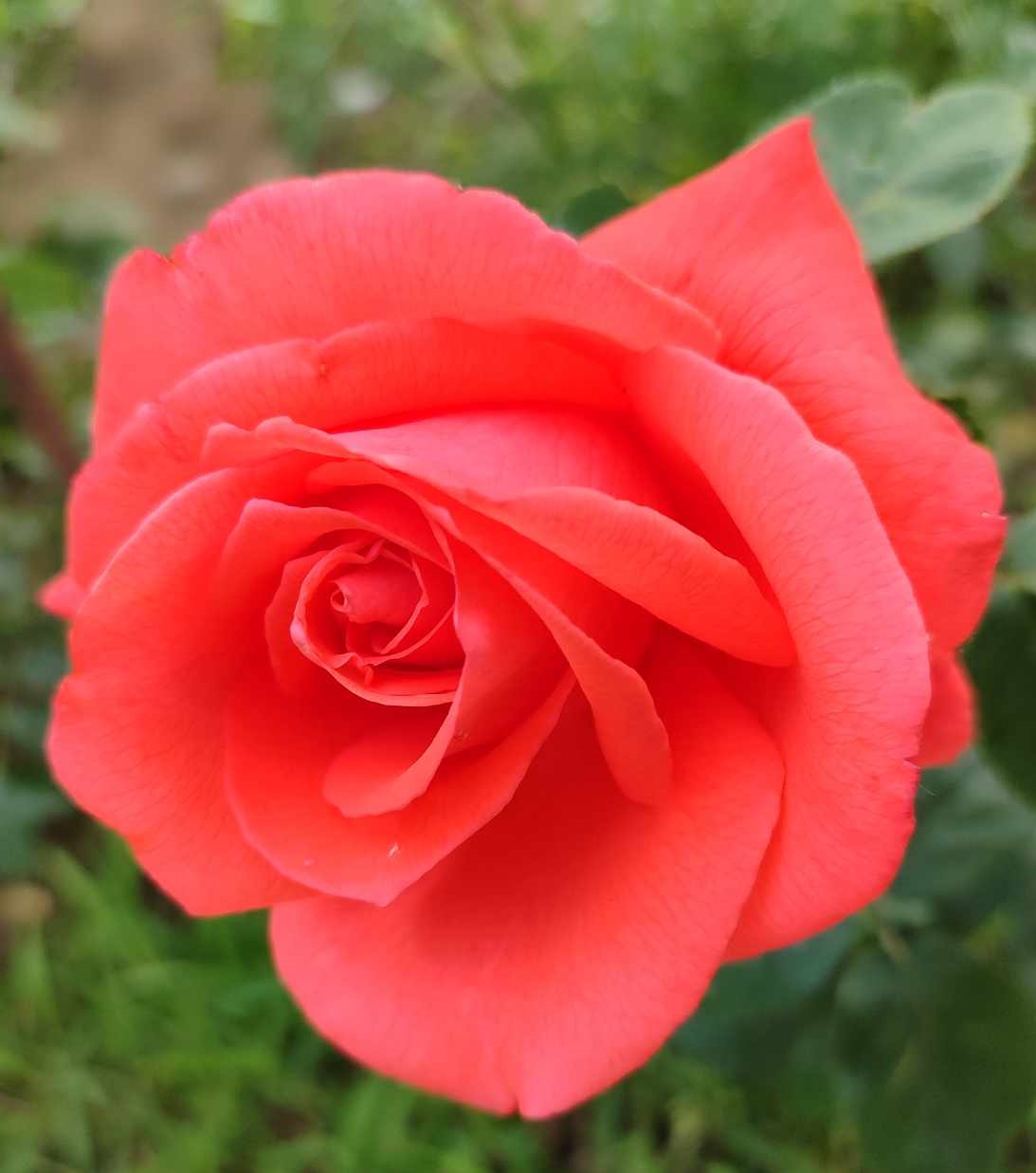 Čajová ruža 'Tropicana'®